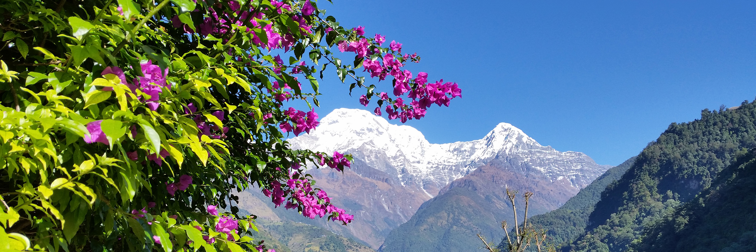 wild wachsende Bougainvilea auf dem Annapurna Trek